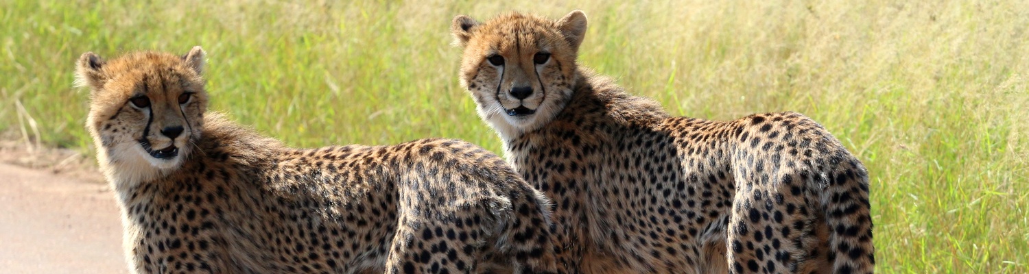 Cheetah cubs in Kruger National Park