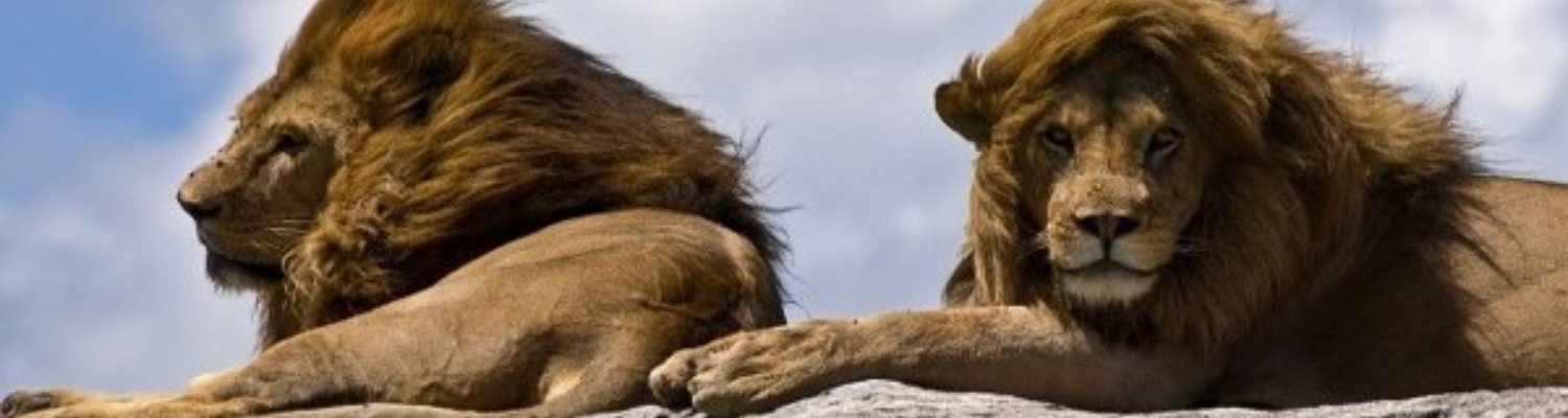 Lion Males