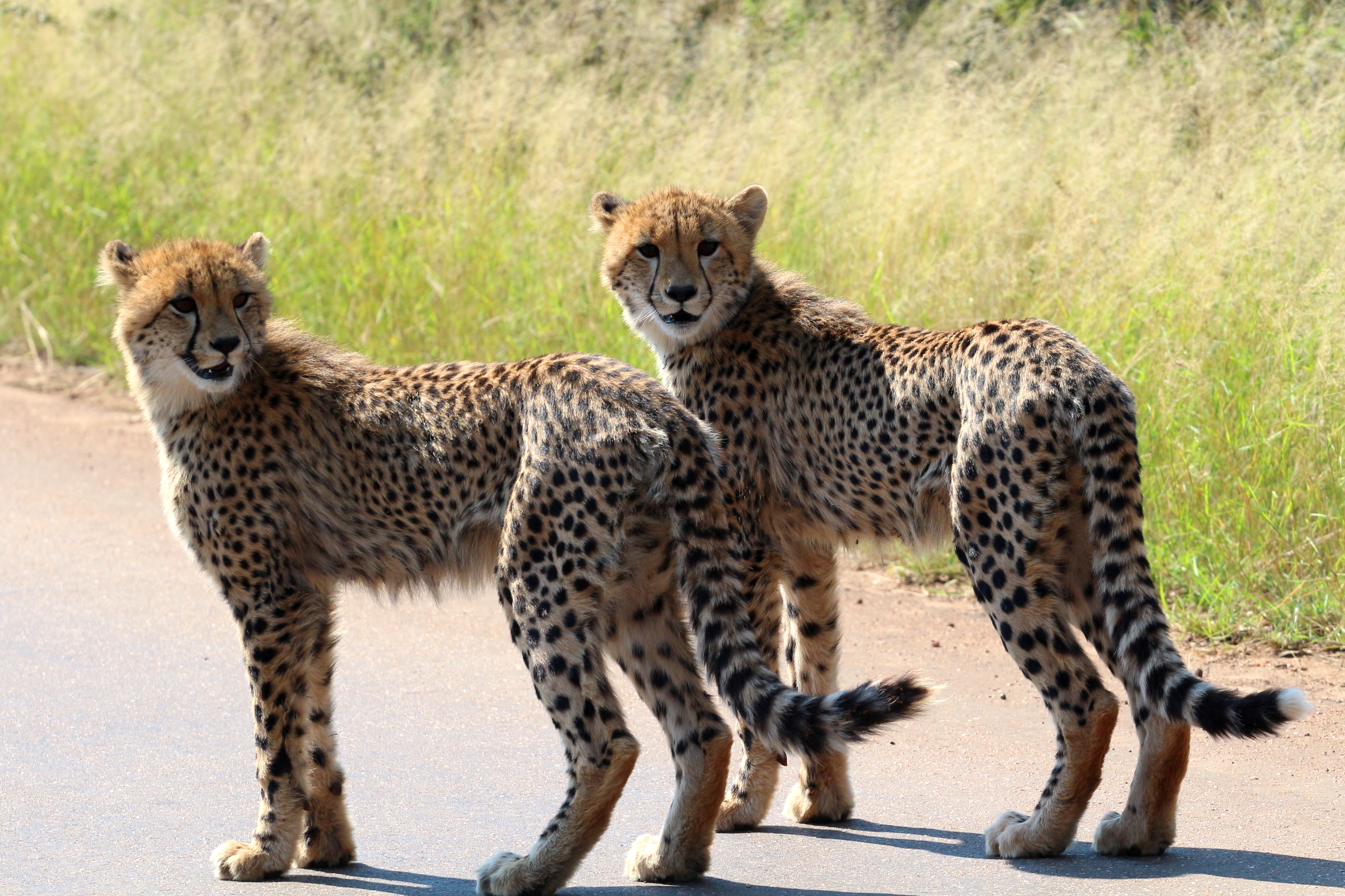 Kruger National Park, Marloth Park and Lionspruit Wildlife.