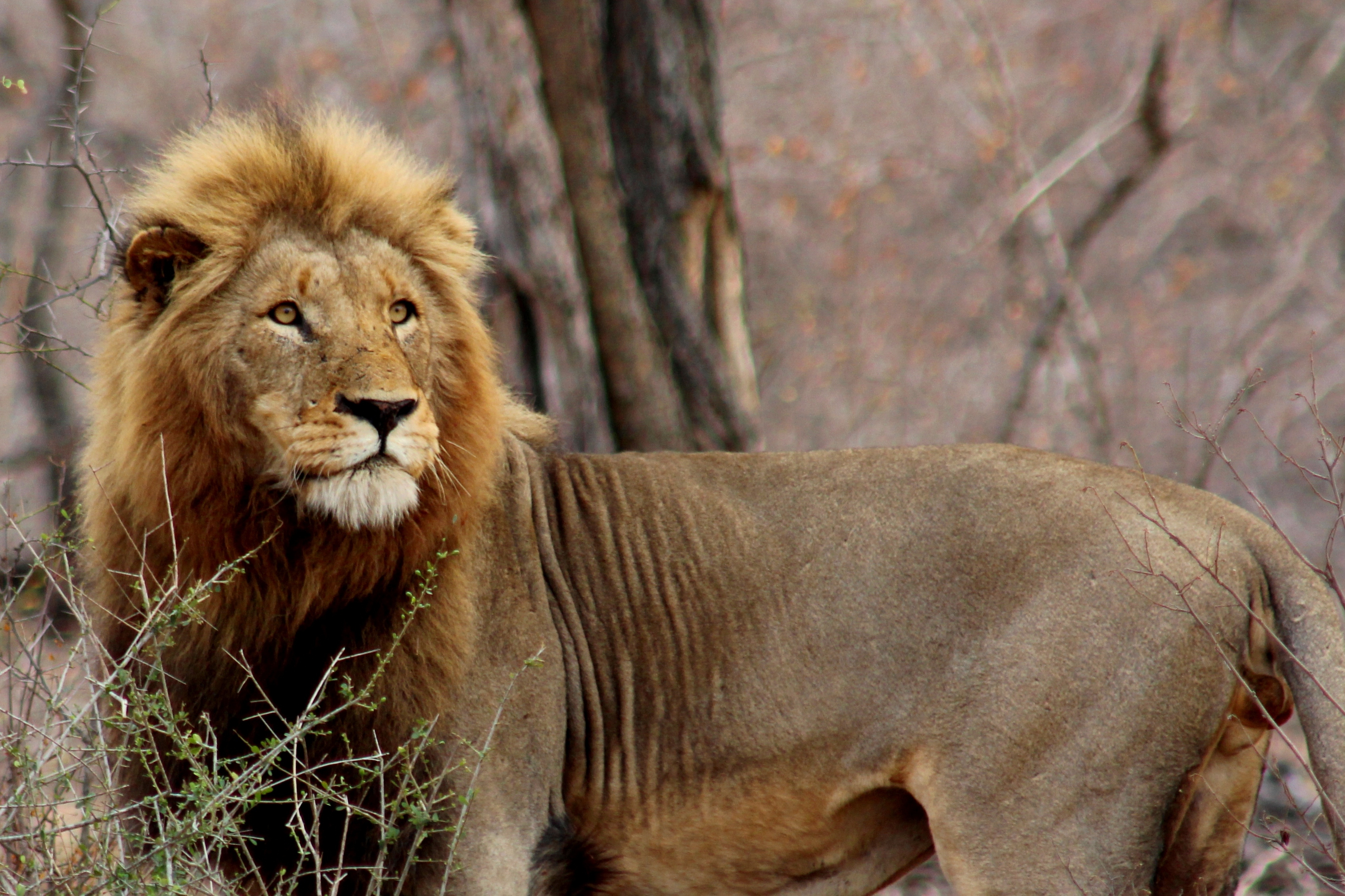 Kruger National Park, Marloth Park and Lionspruit Wildlife.
